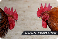 Cock играть онлайн