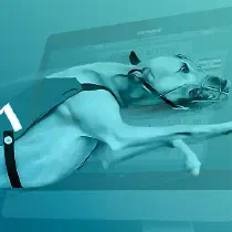 Greyhound Races Казино Игра на гривны 🏆 1win Украина