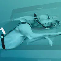 Greyhound Races Казино Игра на гривны 🏆 1win Украина