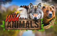 Wild Animals Казино Игра на гривны 🏆 1win Украина