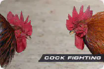 Cock 1win - увлекательная новинка в казино